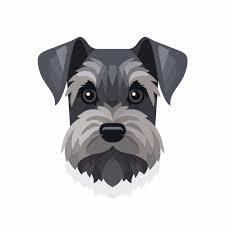 CHICABUD SCHNAUZERS